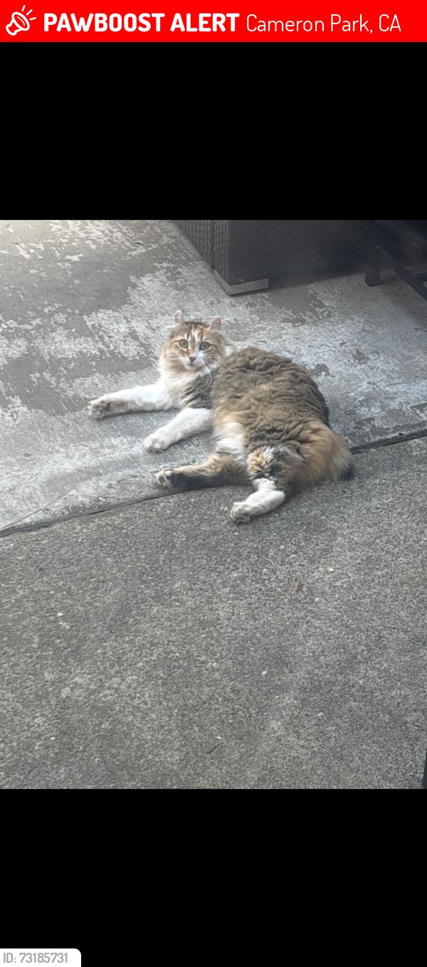 Lost Female Cat last seen Cambridge, Cameron Park, CA 95682