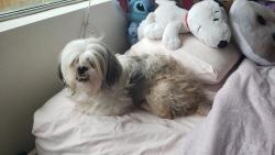 Reunited Female Dog last seen Miller's Pond Park, San Antonio, TX 78242