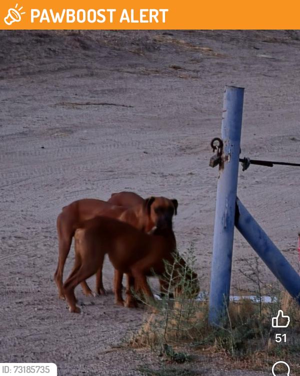 Found/Stray Unknown Dog last seen Bautista Canyon Rd Hemet Ca, Riverside County, CA 92544