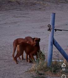 Found/Stray Unknown Dog last seen Bautista Canyon Rd Hemet Ca, Riverside County, CA 92544