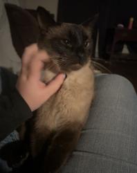 Lost Female Cat last seen Parkridge Dr, Brookway Ln, Kellog Rv Park, Sherwood, AR 72120
