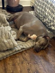 Reunited Female Dog last seen Elko Rd, Elko, GA 31025