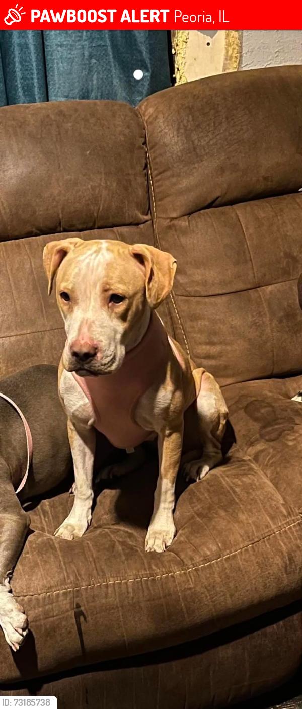 Lost Female Dog last seen Near w Marquette st, Peoria, IL 61605