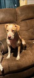 Lost Female Dog last seen Near w Marquette st, Peoria, IL 61605