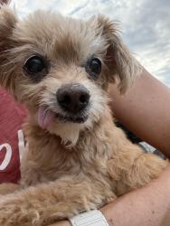 Found/Stray Female Dog last seen County Home Rd, Conover, NC 28613