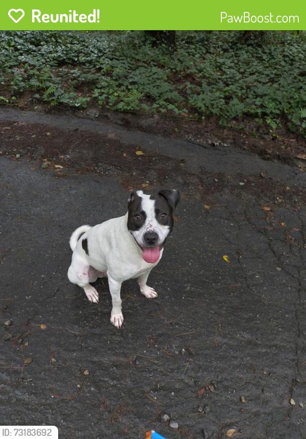 Reunited Male Dog last seen Old Marshall Hwy and Merrimon Ave, Buncombe County, NC 28804