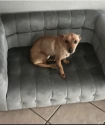 Lost Male Dog last seen Hatcher and 79th, Peoria, AZ 85345