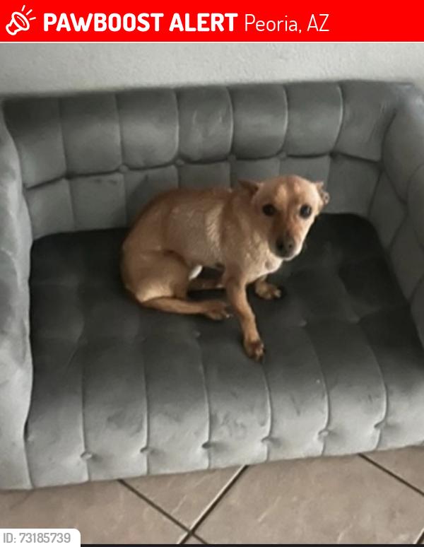 Lost Male Dog last seen Hatcher and 79th, Peoria, AZ 85345