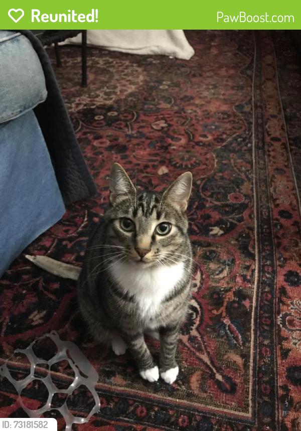 Reunited Male Cat last seen Near 20th St N, Arlington, VA 22205, USA, Arlington, VA 22205
