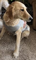 Reunited Female Dog last seen Englewood, CO, USA, Englewood, CO 80110