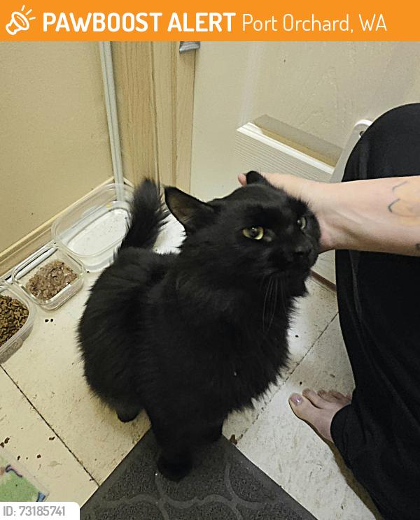 Found/Stray Male Cat last seen Pottery and Tremont, Golden Pond, Eagle Crest, Melcher Street, Port Orchard, WA 98366