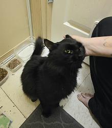 Found/Stray Male Cat last seen Pottery and Tremont, Golden Pond, Eagle Crest, Melcher Street, Port Orchard, WA 98366