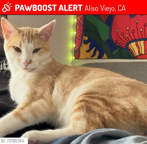 Lost Male Cat last seen Solitaire Ln and Seagull Ln, Aliso Viejo, CA 92656