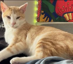 Lost Male Cat last seen Solitaire Ln and Seagull Ln, Aliso Viejo, CA 92656
