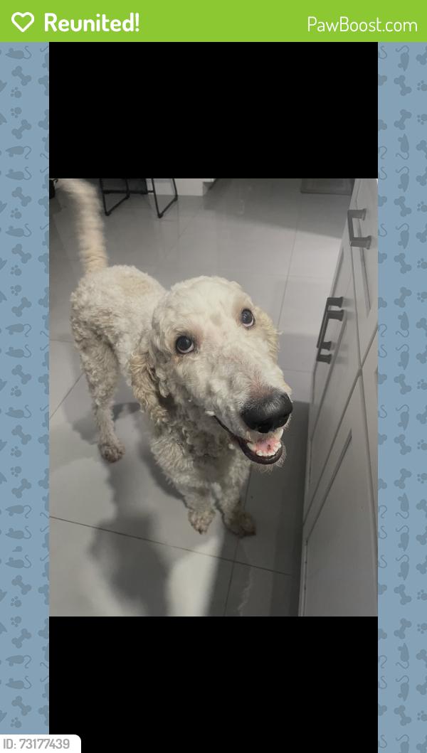 Reunited Male Dog last seen Near 62nd street north, st Pete, fl, 33710, St. Petersburg, FL 33710