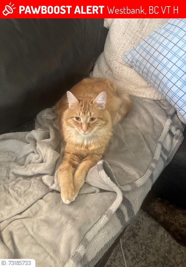 Lost Male Cat last seen East boundary road, Westbank, Westbank, BC V4T 2H5