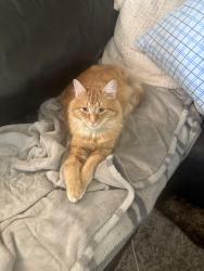 Lost Male Cat last seen East boundary road, Westbank, Westbank, BC V4T 2H5