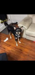 Reunited Male Dog last seen Near Juniper Crescent, Chesapeake, VA 23320, USA, Chesapeake, VA 23320