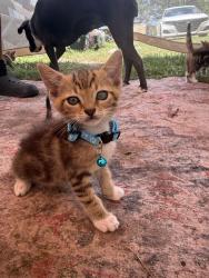 Lost Male Cat last seen Near grapefruit lane, Lillington, NC 27546