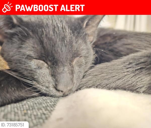 Lost Male Cat last seen Speedway concord ave, Inver Grove Heights, MN 55077