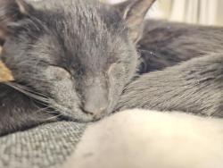 Lost Male Cat last seen Speedway concord ave, Inver Grove Heights, MN 55077