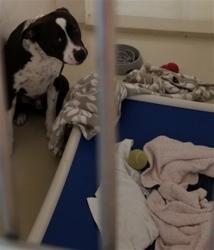 Shelter Stray Male Dog last seen Near BLOCK ARDENTECH, 1950 Stevenson Blvd, Fremont, CA 94538, USA