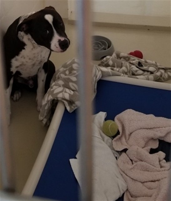 Shelter Stray Male Dog last seen Near BLOCK ARDENTECH, 1950 Stevenson Blvd, Fremont, CA 94538, USA