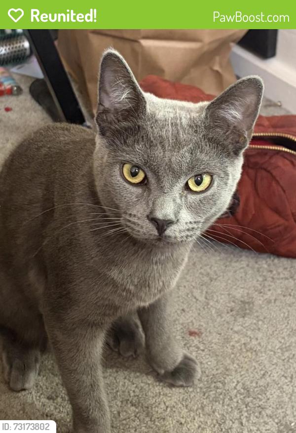 Reunited Male Cat last seen Honer, Stockton, CA 95215