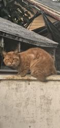 Found/Stray Male Cat last seen Myrtle and garnsey, Santa Ana, CA 92701