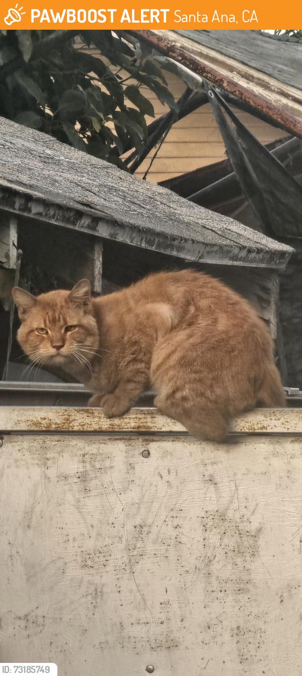 Found/Stray Male Cat last seen Myrtle and garnsey, Santa Ana, CA 92701
