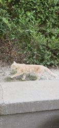 Found/Stray Male Cat last seen Nelson and Mclean, Memphis, TN 38114