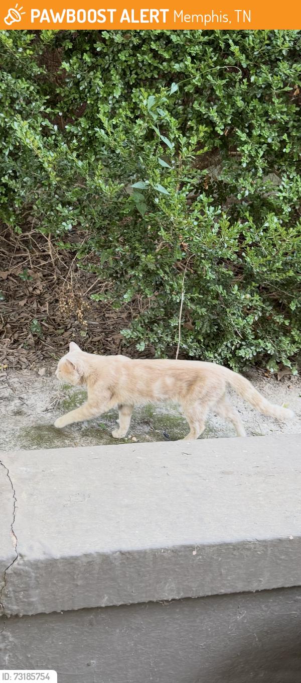 Found/Stray Male Cat last seen Nelson and Mclean, Memphis, TN 38114