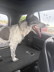 Found/Stray Female Dog last seen Indian school and pima, Scottsdale, AZ 85251