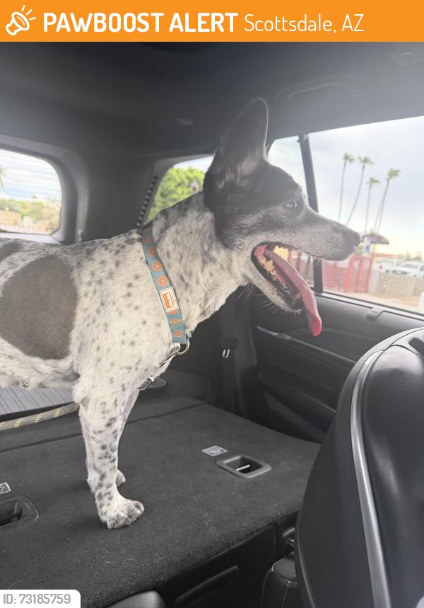 Found/Stray Female Dog last seen Indian school and pima, Scottsdale, AZ 85251