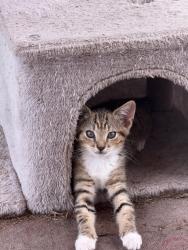 Lost Female Cat last seen Near grapefruit lane, Lillington, NC 27546
