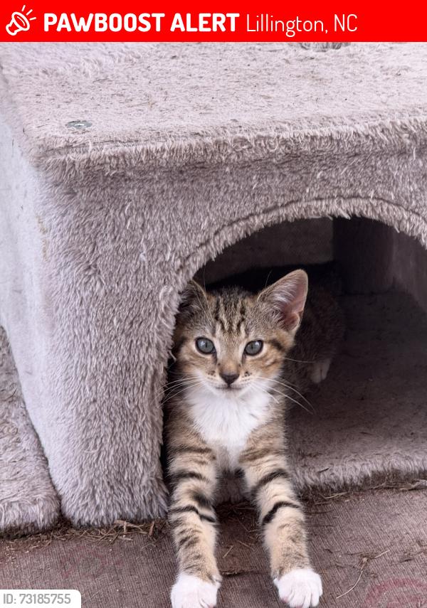 Lost Female Cat last seen Near grapefruit lane, Lillington, NC 27546