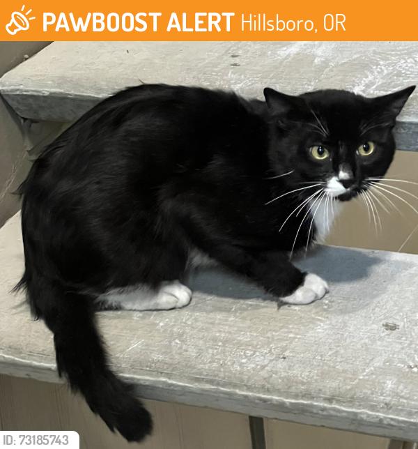 Found/Stray Unknown Cat last seen Thorncroft Farms, NE Stucki Av, NE Cornell Rd, NE Evergreen across from Streets at Tanasbourne, Close by complexes: Club at Tanasbourne, Terraces at Tanasbourne apmts, Hillsboro, OR 97124