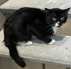 Found/Stray Unknown Cat last seen Thorncroft Farms, NE Stucki Av, NE Cornell Rd, NE Evergreen across from Streets at Tanasbourne, Close by complexes: Club at Tanasbourne, Terraces at Tanasbourne apmts, Hillsboro, OR 97124