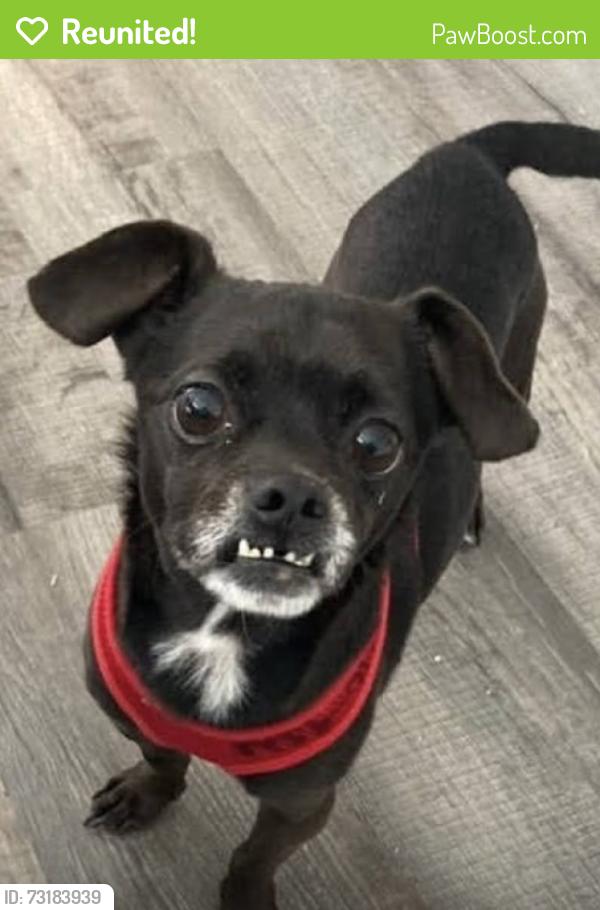 Reunited Male Dog last seen Ridge Crossing Drive Taylors, SC, Taylors, SC 29687