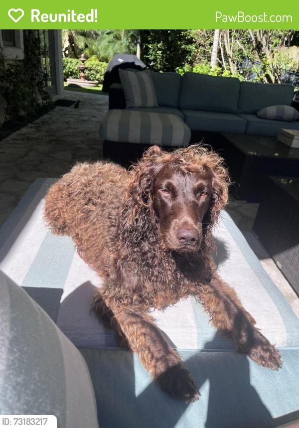 Reunited Female Dog last seen At home, Palm Beach, FL 33480