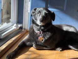 Reunited Female Dog last seen Great swamp road and Cambridge dr, near Addison park and duck pond, Glastonbury, CT 06033