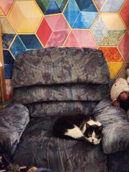 Reunited Female Cat last seen Near av chambly, Saint-Hyacinthe, QC J2S 6V6