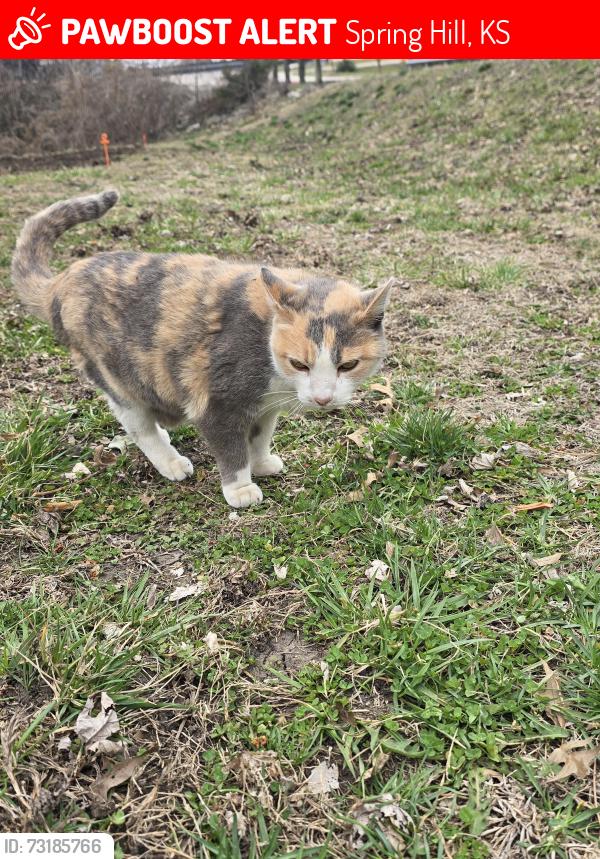 Lost Female Cat last seen Nichols and main, Spring Hill, KS 66083