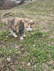 Lost Female Cat last seen Nichols and main, Spring Hill, KS 66083
