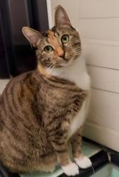 Reunited Female Cat last seen 4th st & La Brea, Los Angeles, CA 90036