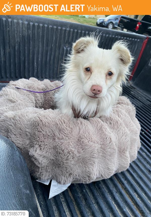 Found/Stray Male Dog last seen S 14th Ave / MacLaren Dr, Yakima, WA 98902