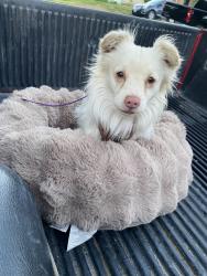 Found/Stray Male Dog last seen S 14th Ave / MacLaren Dr, Yakima, WA 98902