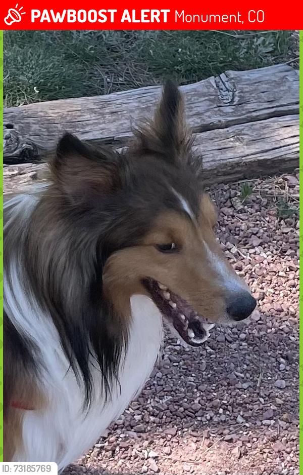 Lost Male Dog last seen Near and Roller Coaster, Monument, CO 80132