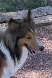 Lost Male Dog last seen Near and Roller Coaster, Monument, CO 80132