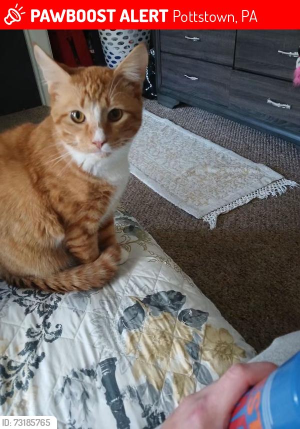 Lost Male Cat last seen Franklin street and washington street bridges near south street, Pottstown, PA 19464